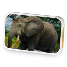 African Forest Elephant sample blend