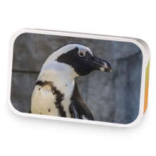 African penguin sample blend