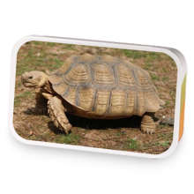 African spurred tortoise sample blend