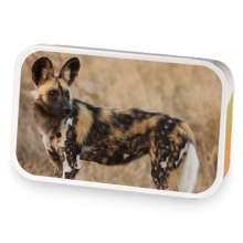 african wild dog sample blend