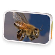Africanized bee sample blend