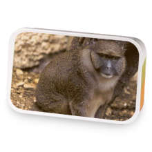 allens swamp monkey sample blend