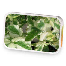 Apple Cinna-mint sample blend