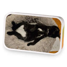 Quirky Cat sample blend