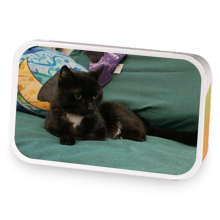 Black Magic Cat sample blend
