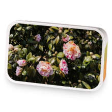 Berry Tropical White Sangria sample blend