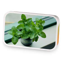 Morpheus - Migraine Relief sample blend