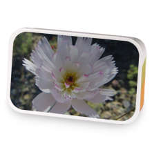 Cheery Cherry Almond Tart sample blend