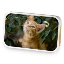 Afternoon Kitty sample blend