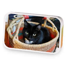 Stardust Cat sample blend