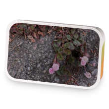 Saoirse Blooms - tisane sample blend