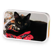 Spicy Rose Cat II sample blend