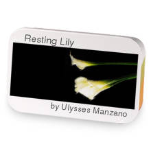 Resting Lily sample blend